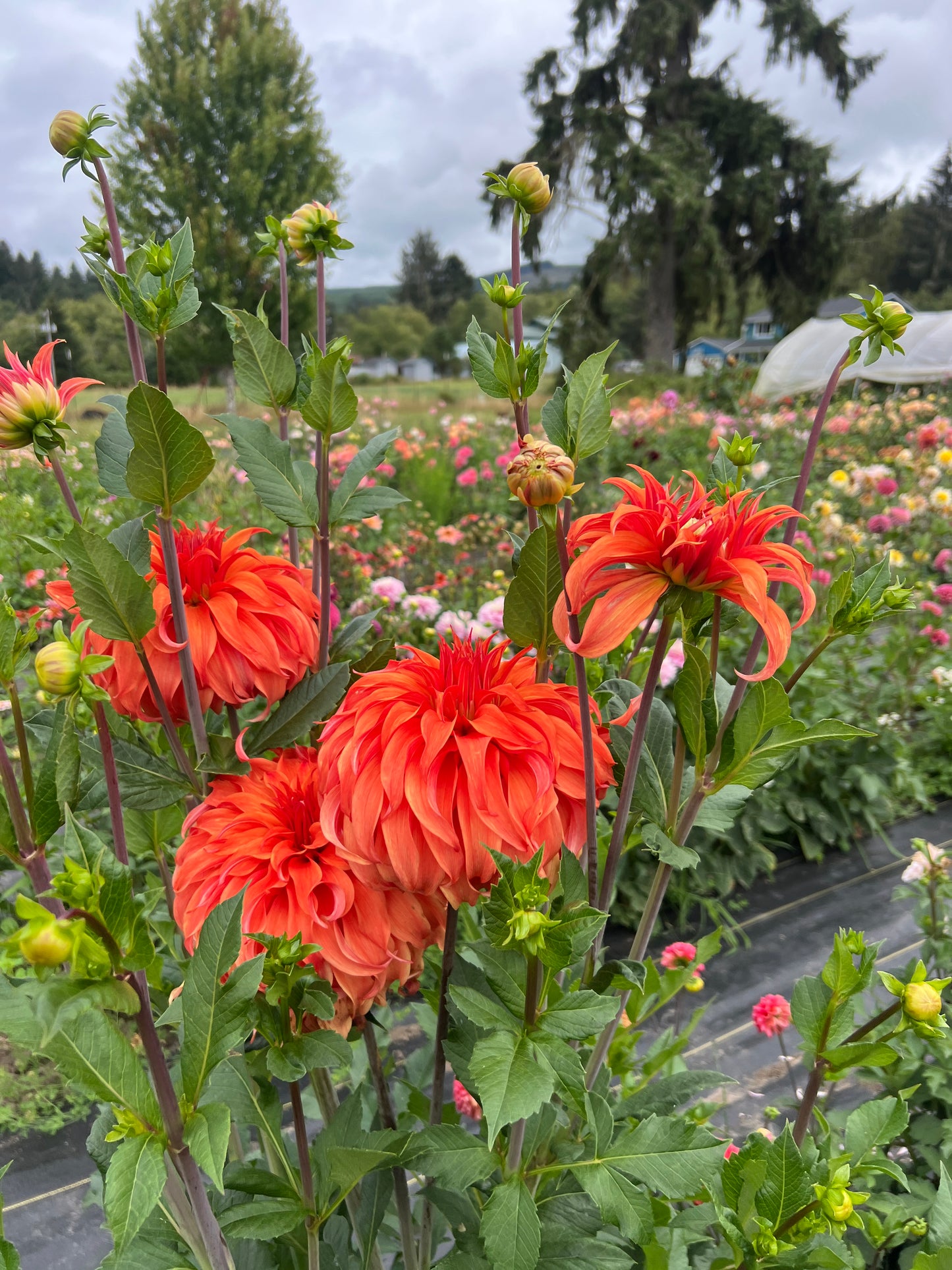 Bloomquist Jean Dahlia