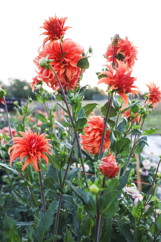 Bloomquist Jean Dahlia