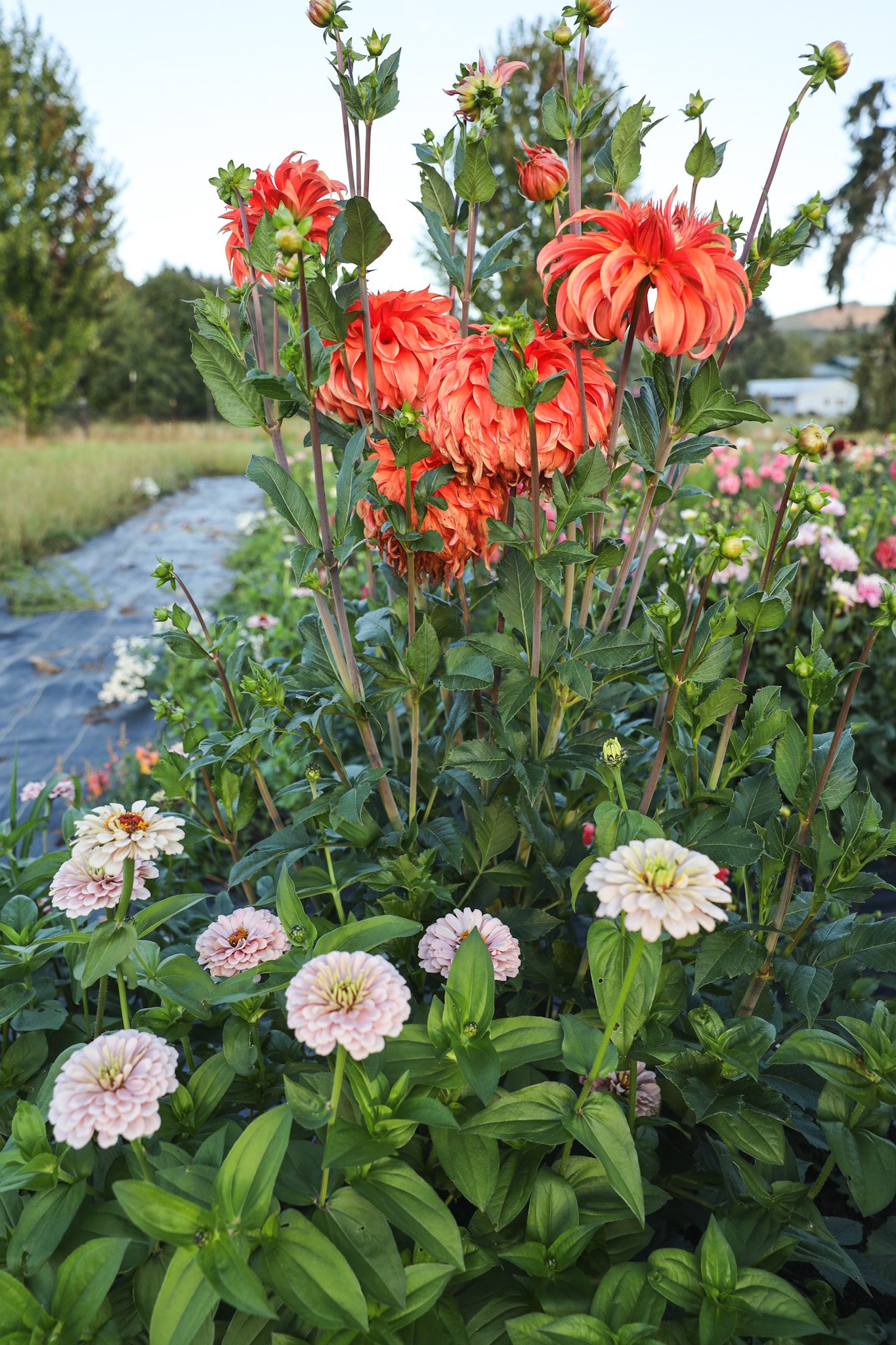 Bloomquist Jean Dahlia