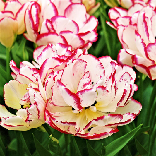 Belicia Tulip - 10 Bulbs