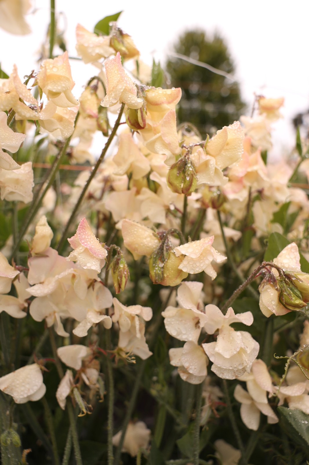 Cream Bix sweet pea flowers with pink edges and water droplets growing on the vine