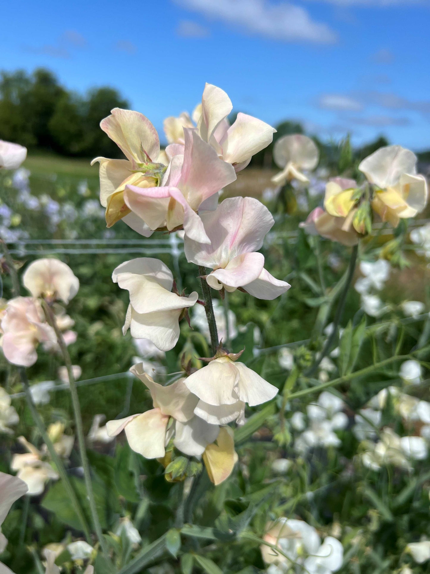 Sweet Pea  'Bix'