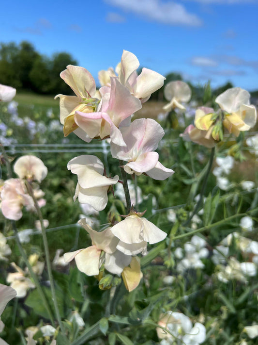 Sweet Pea 'Bix'