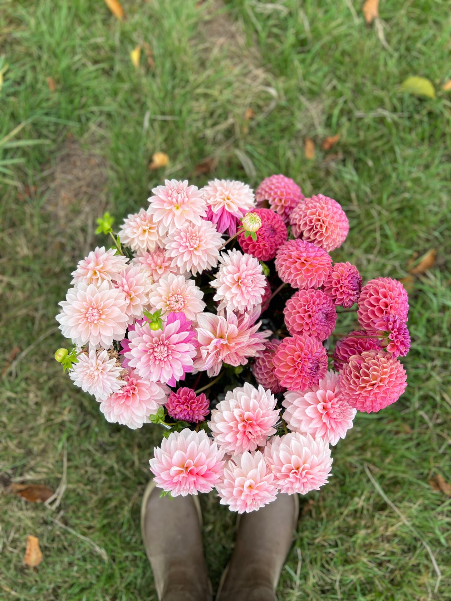 Budapest Blush Dahlia