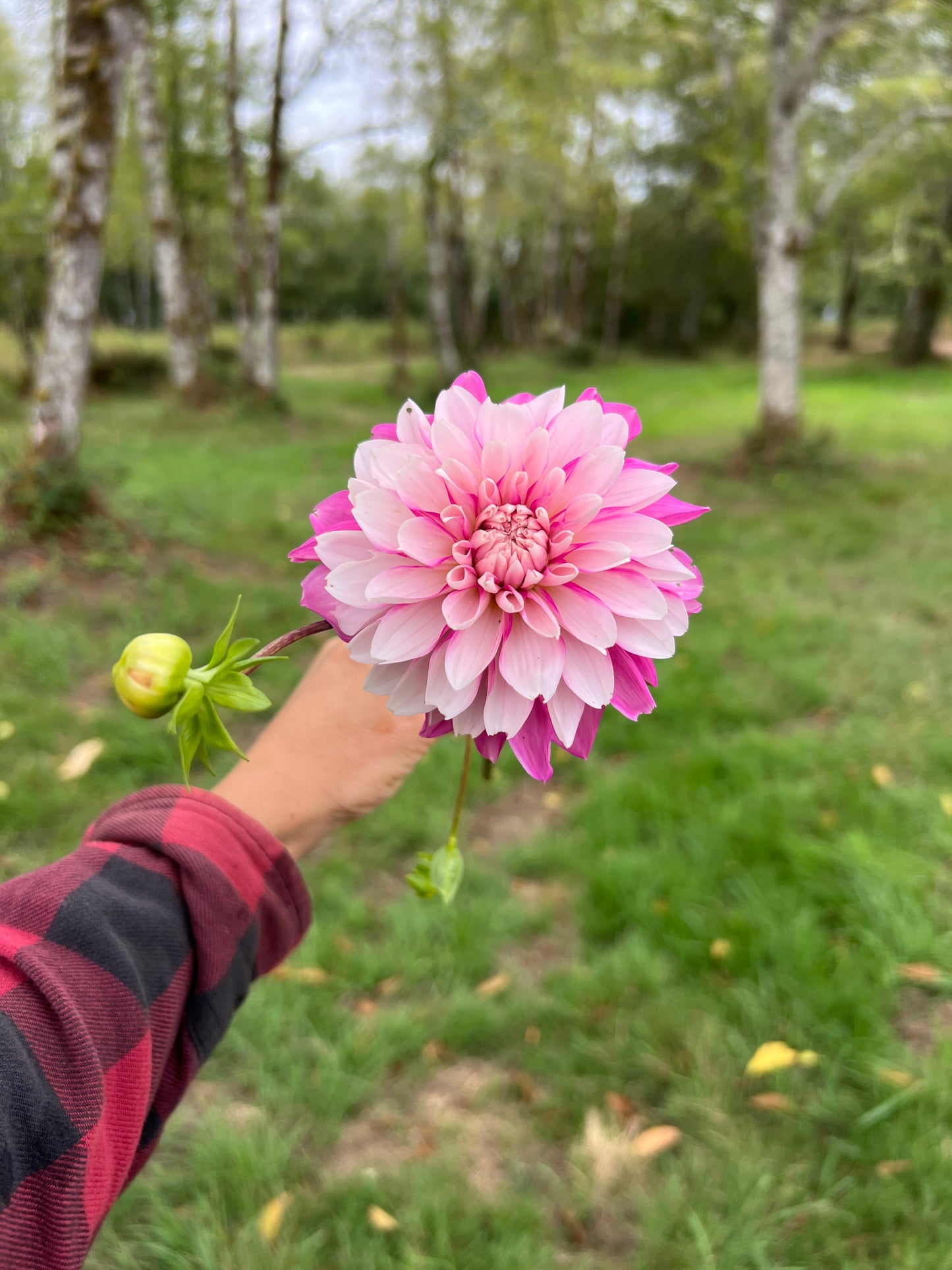 Budapest Blush Dahlia