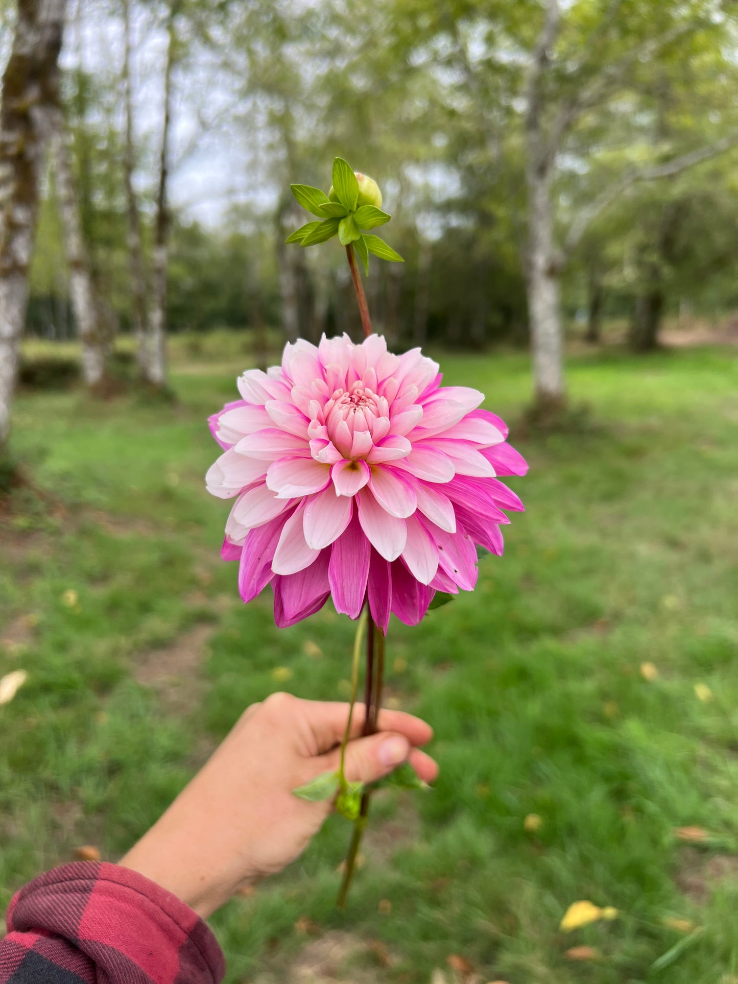 Budapest Blush Dahlia