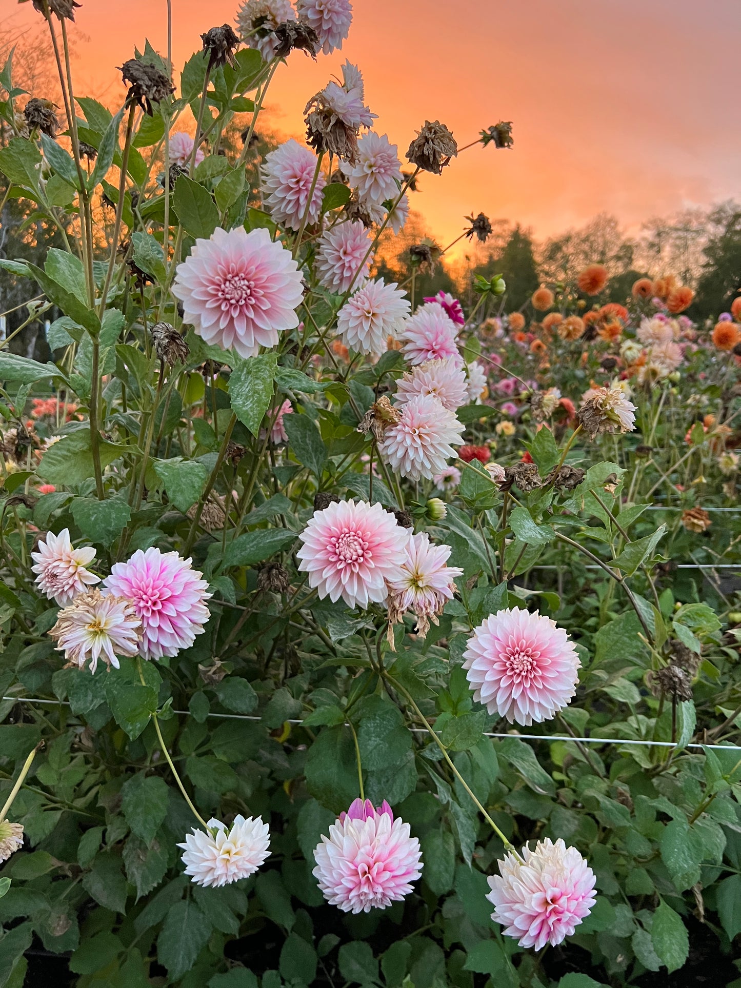 Budapest Blush Dahlia