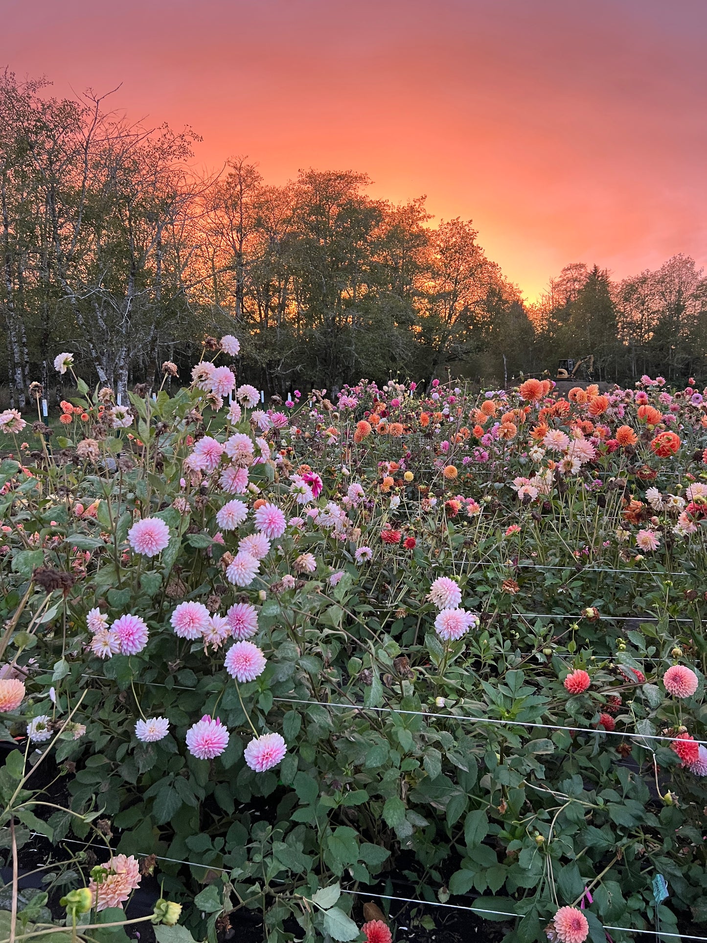 Budapest Blush Dahlia