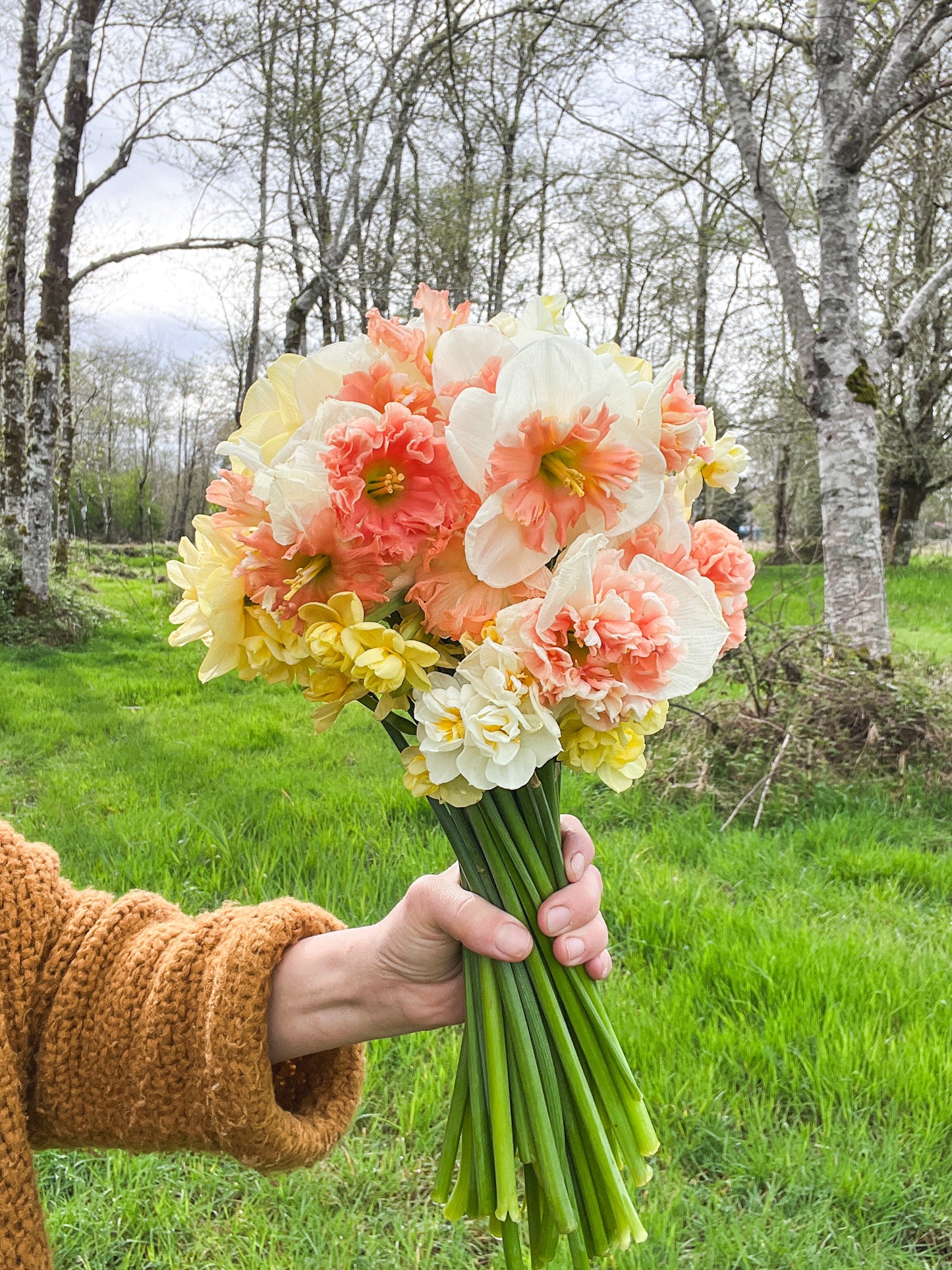 Daffodil Angel Fire - 10 Bulbs