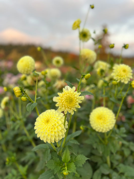 MM Butter Cream Dahlia