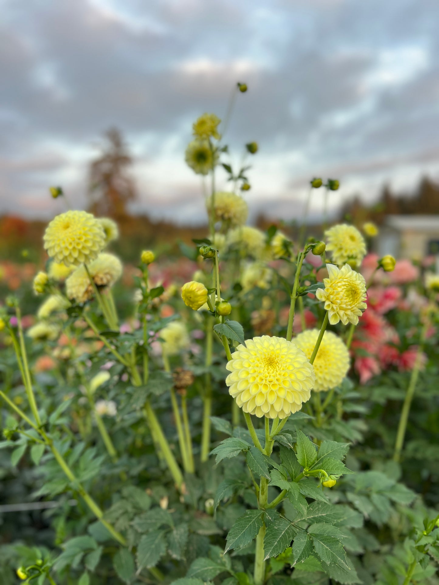 MM Butter Cream Dahlia