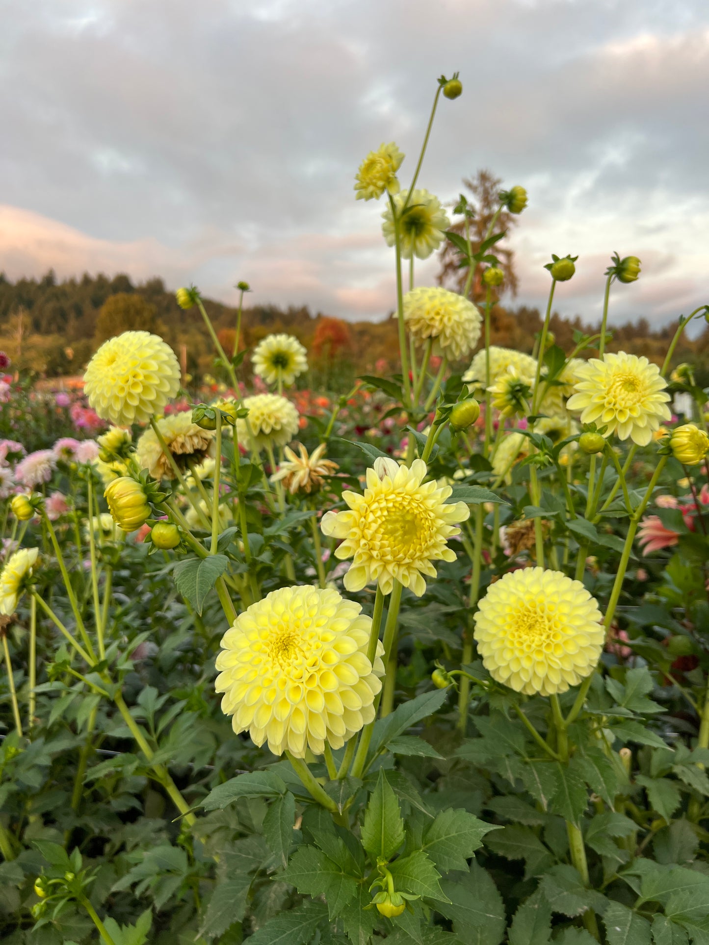 MM Butter Cream Dahlia
