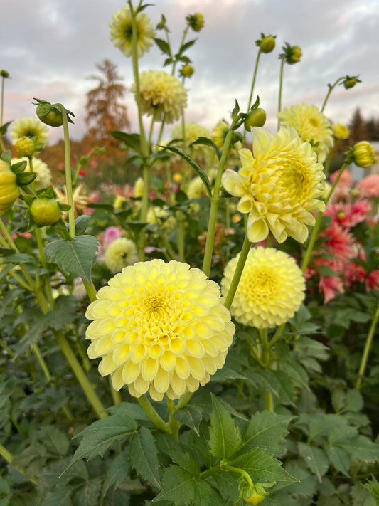 MM Butter Cream Dahlia