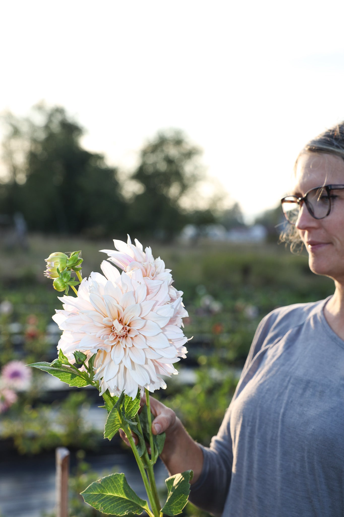 Cafe au Lait Dahlia