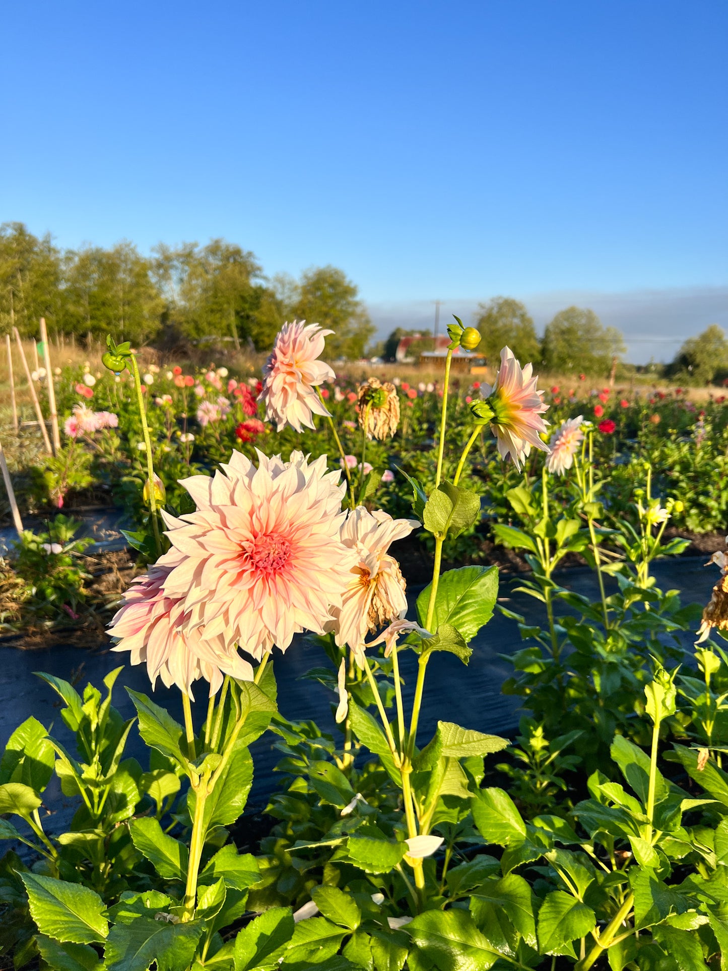 Cafe au Lait Dahlia