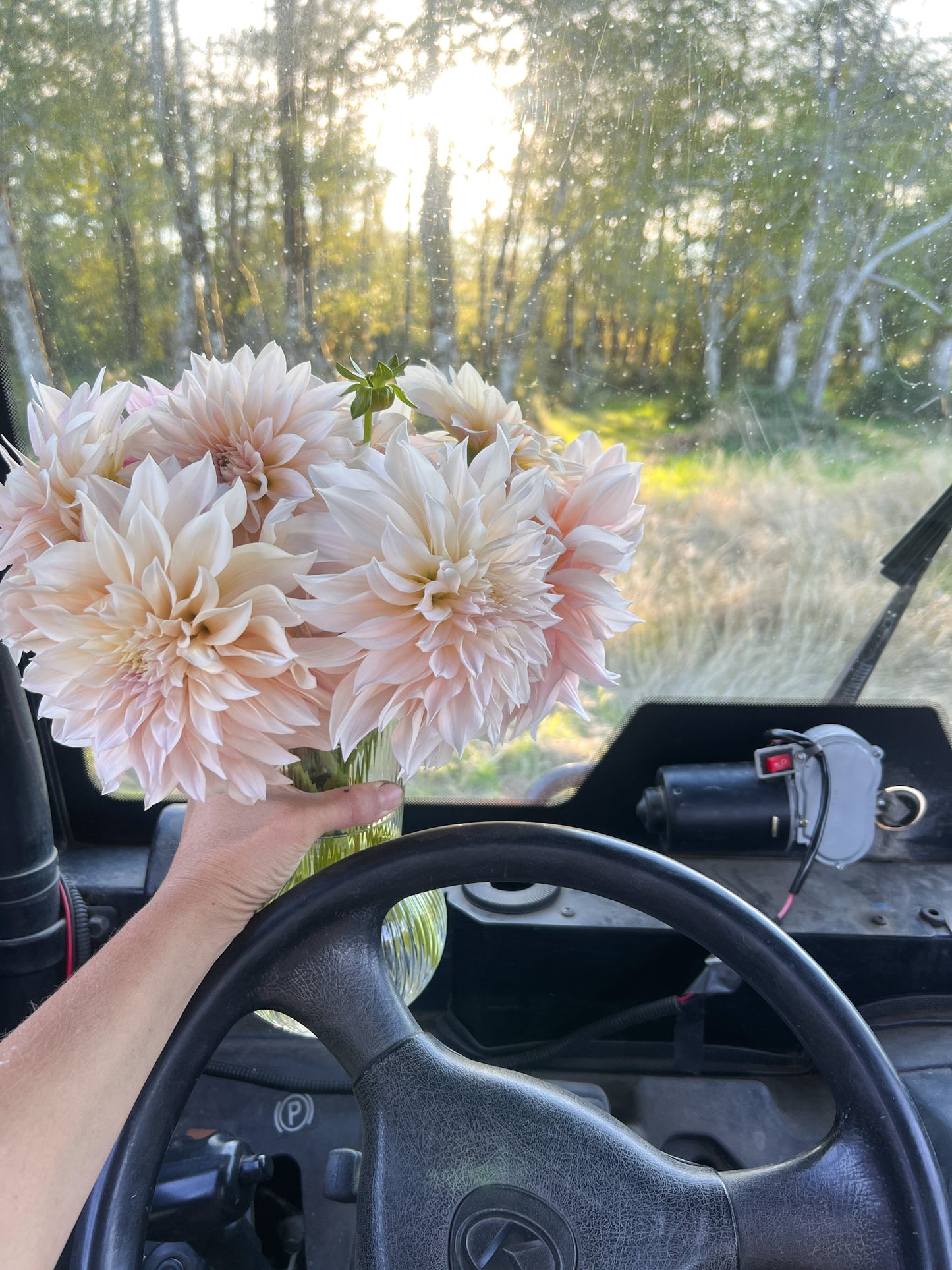 Cafe au Lait Dahlia