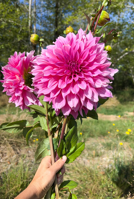 Cafe au Lait Rose Dahlia
