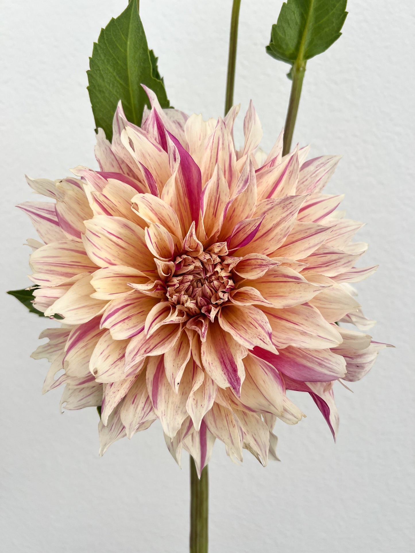Cafe au Lait Twist Dahlia