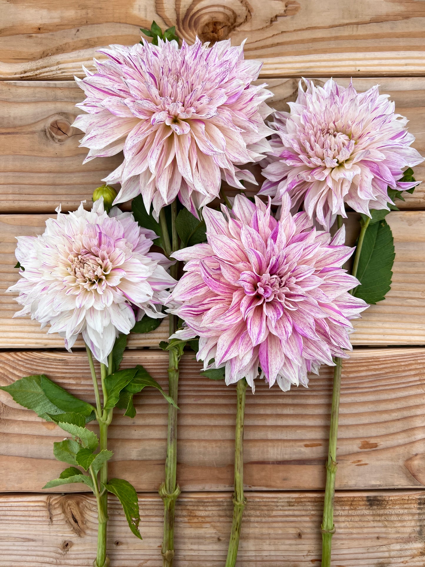 Cafe au Lait Twist Dahlia