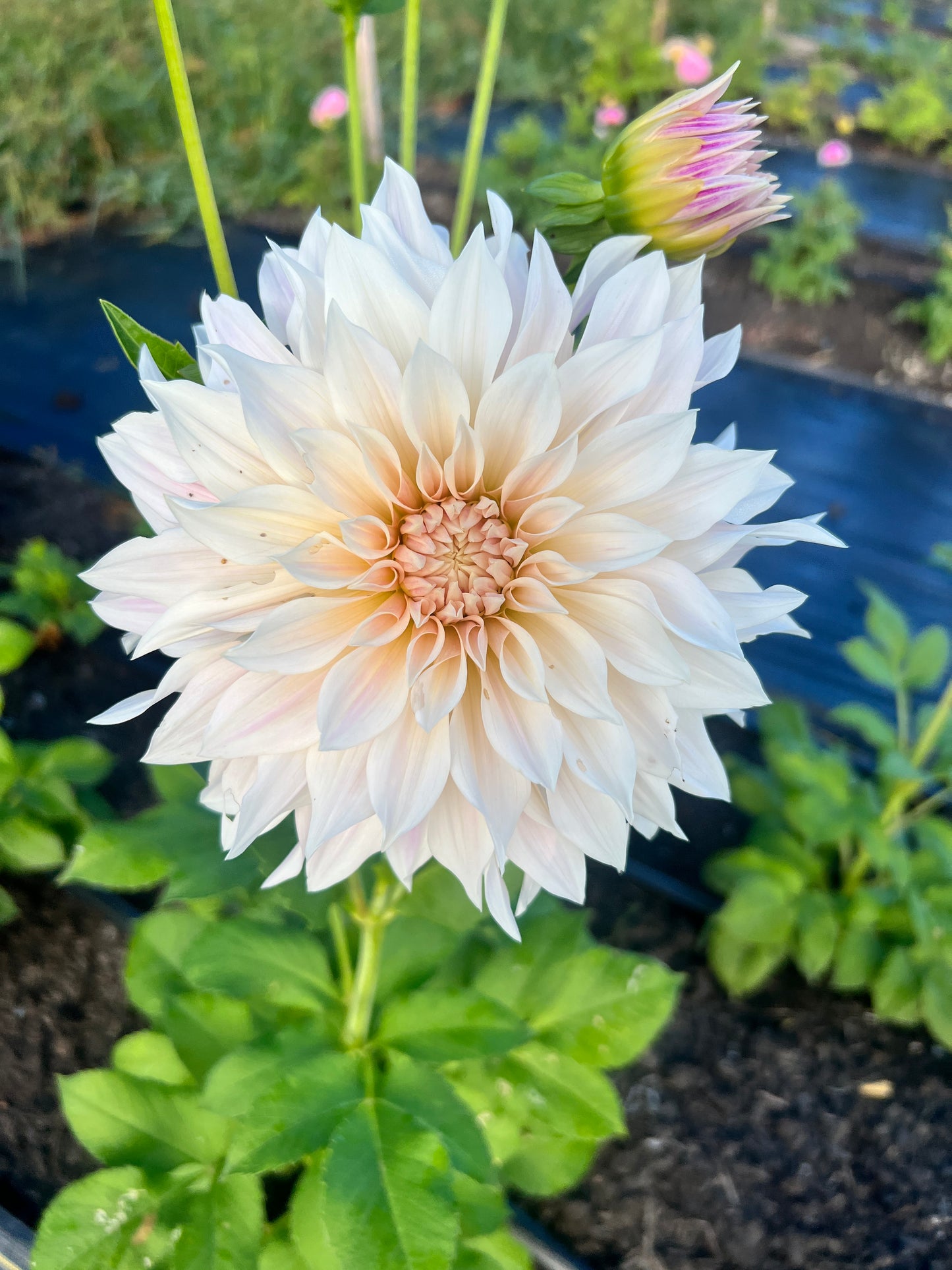 Cafe au Lait Dahlia