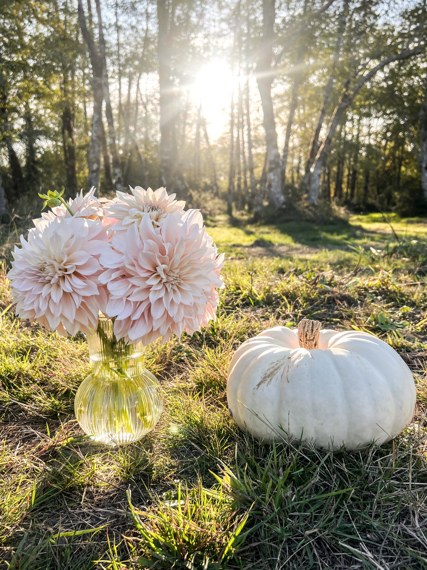 Cafe au Lait Dahlia