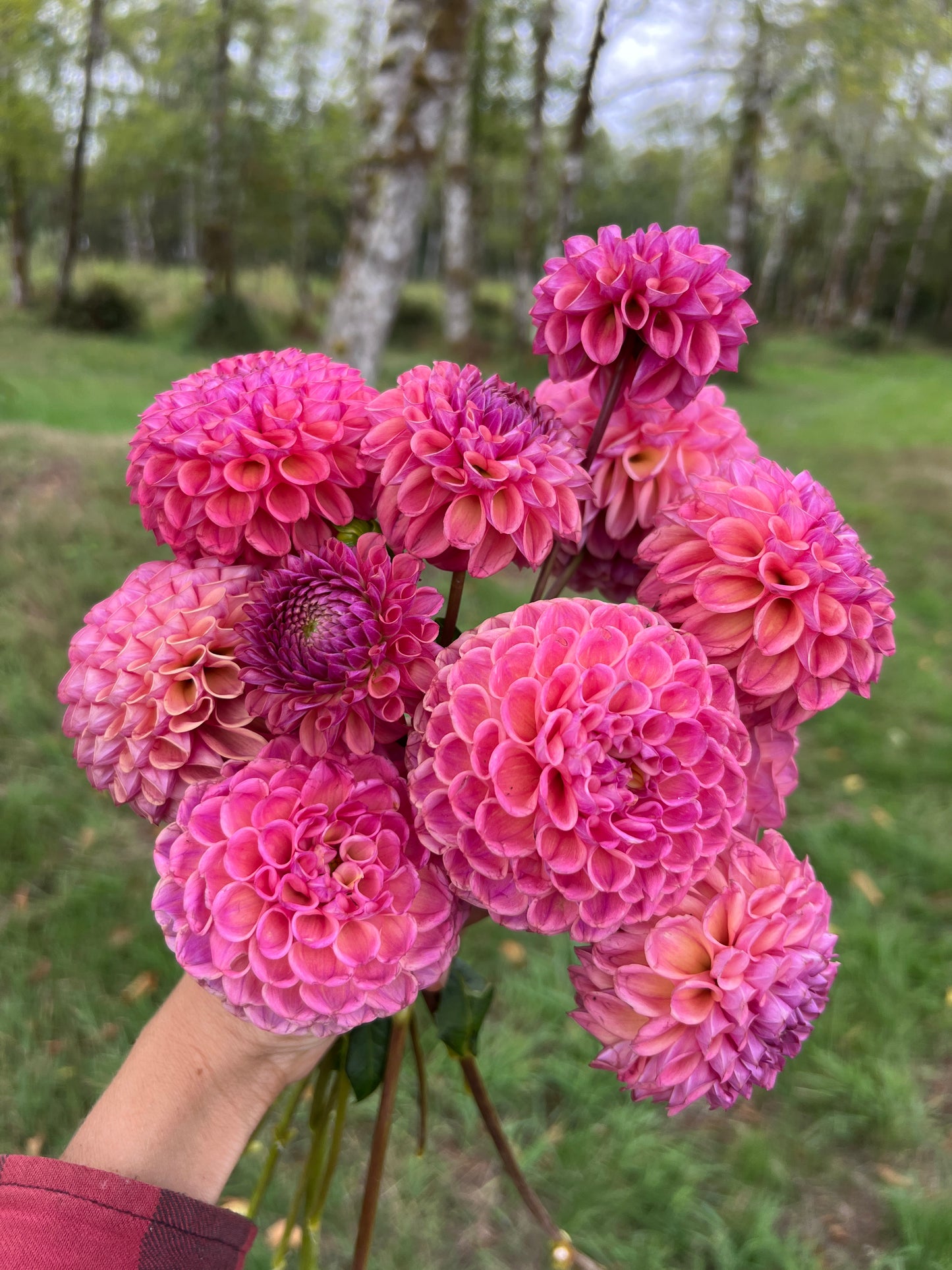 Caitlin's Joy Dahlia