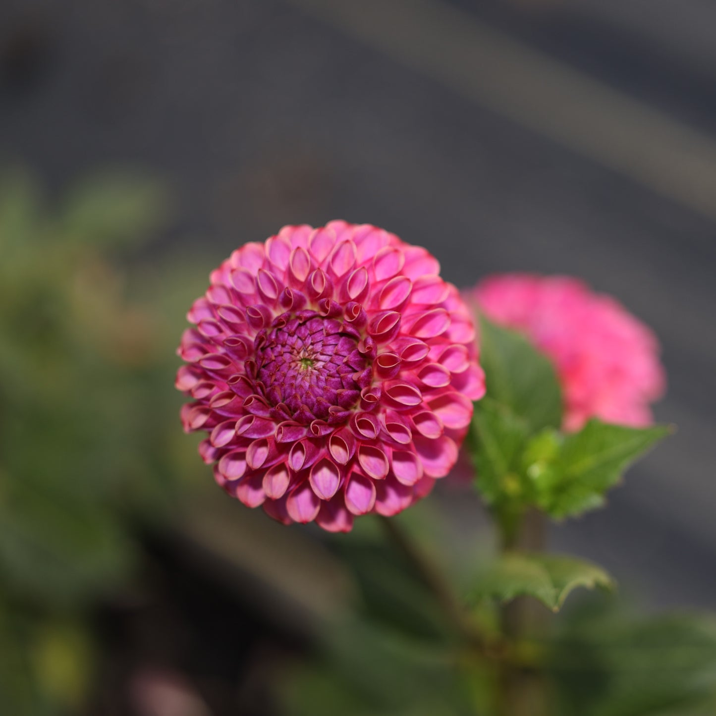 Caitlin's Joy Dahlia