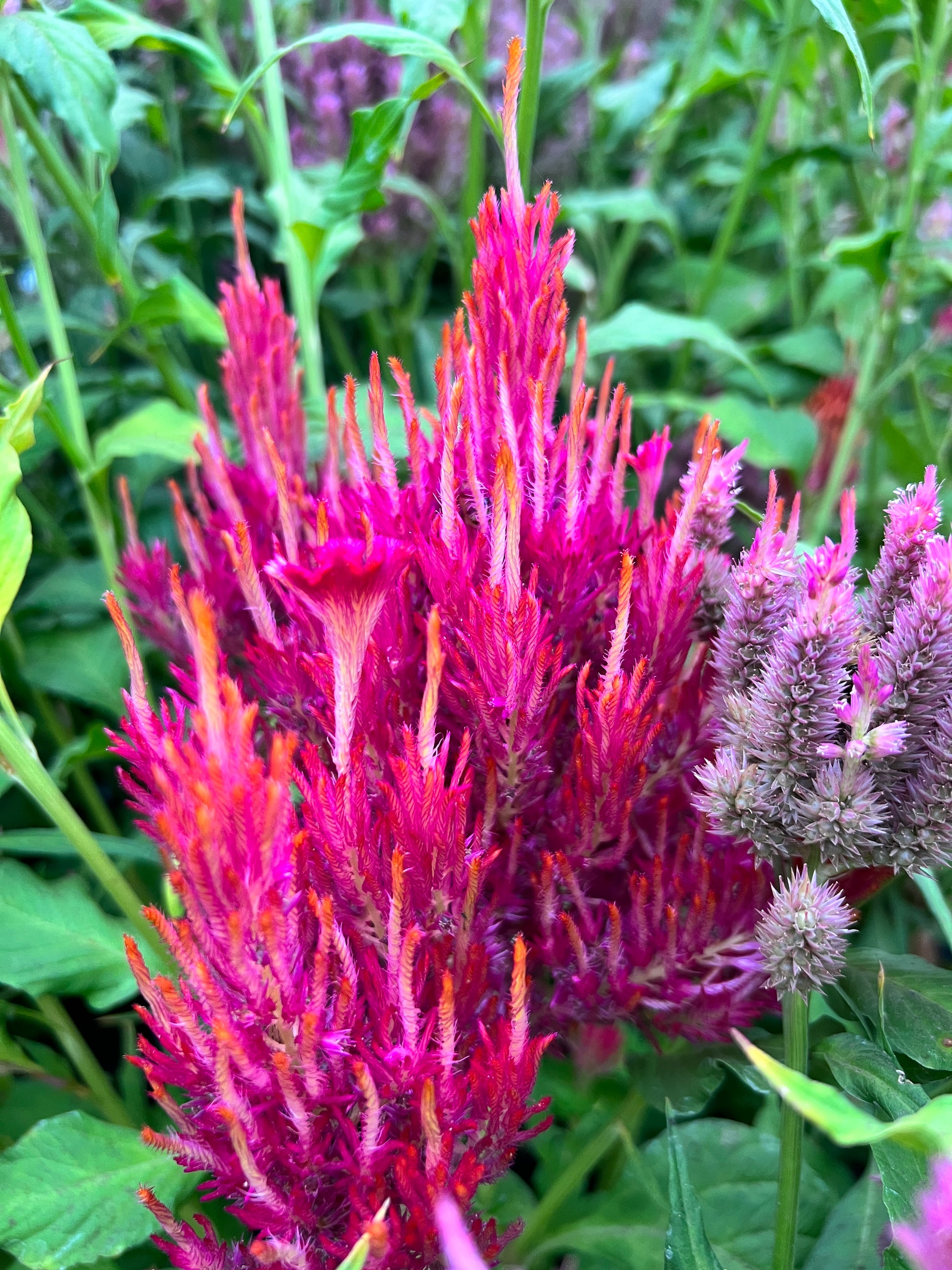 coral gardens mix cockscomb celosia flower jocad 100 seeds Celosia 'Coral Mix' – Flower People