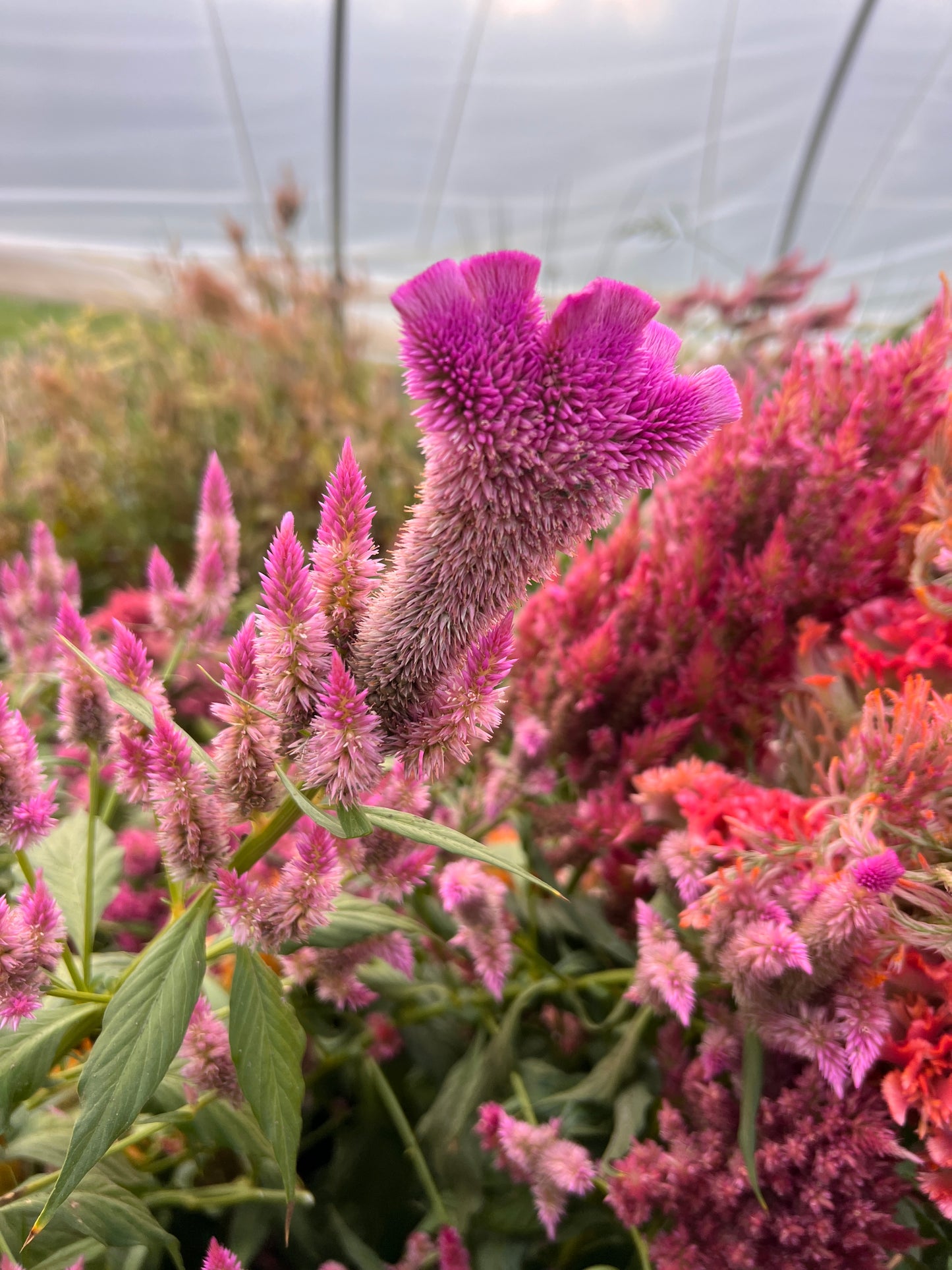 Celosia 'Coral Mix'