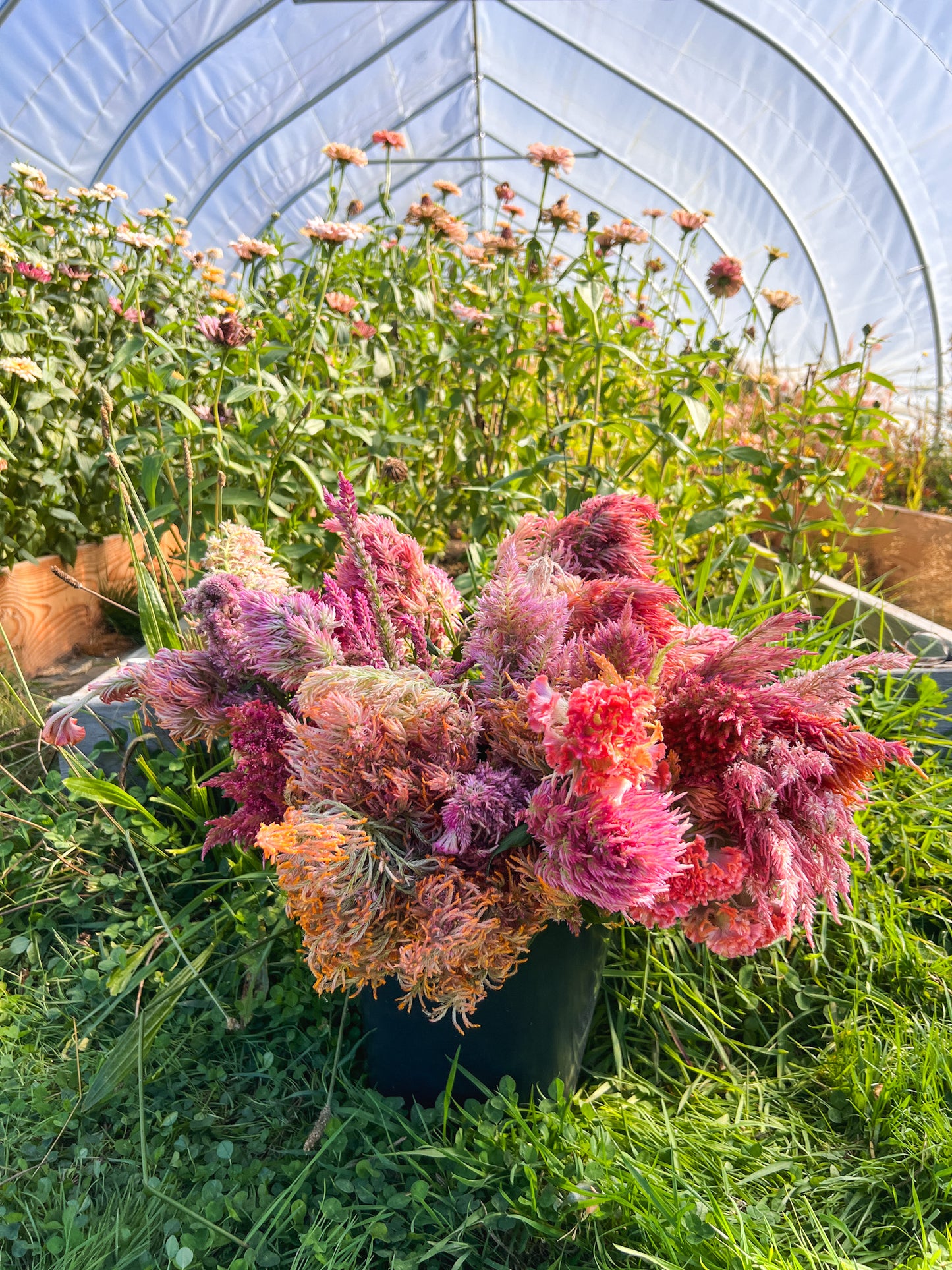 Peachy Pink Bouquet - Dahlia & Seed Collection