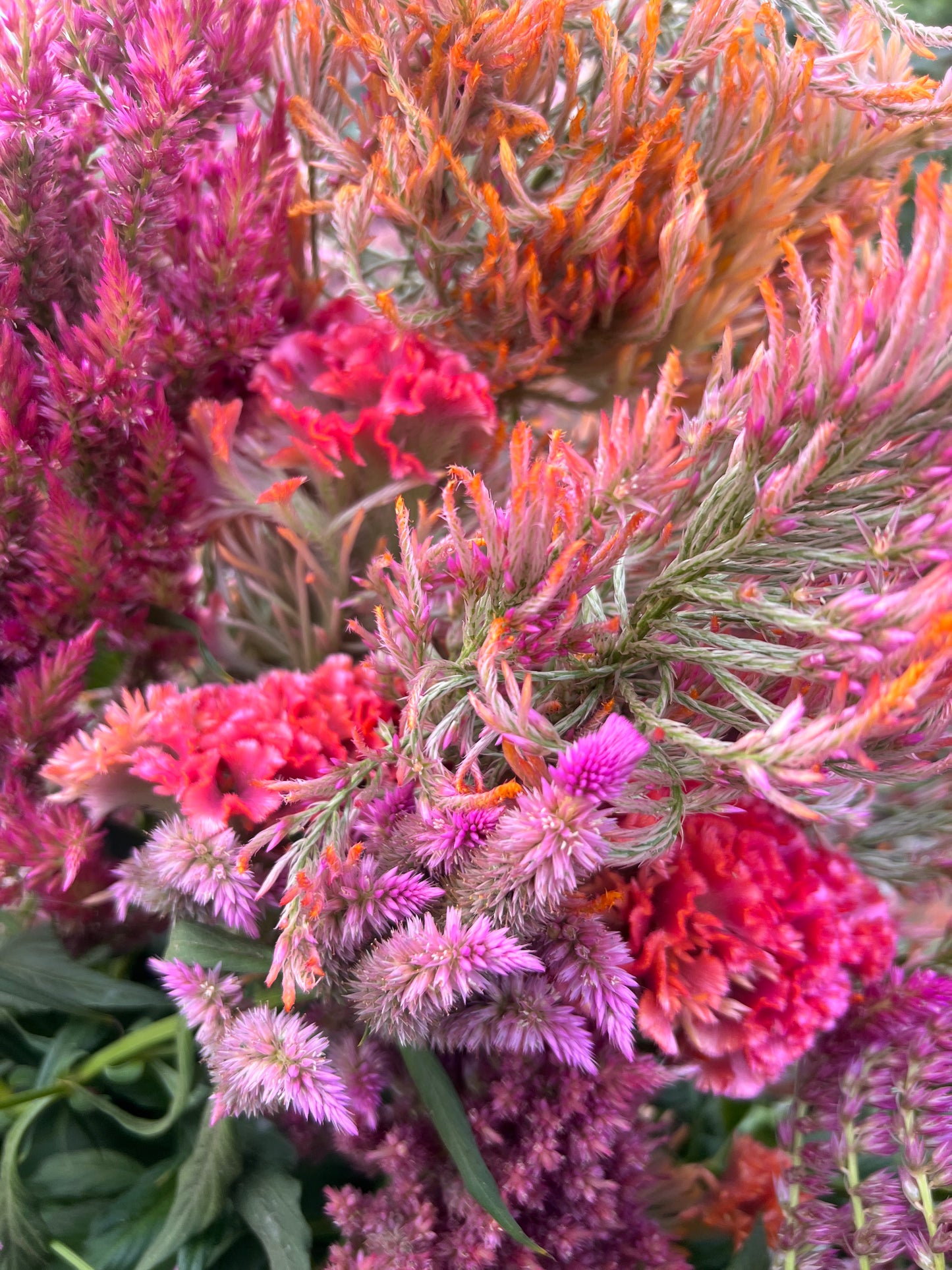 coral gardens mix cockscomb celosia flower jocad 100 seeds Celosia 'Coral Mix' – Flower People