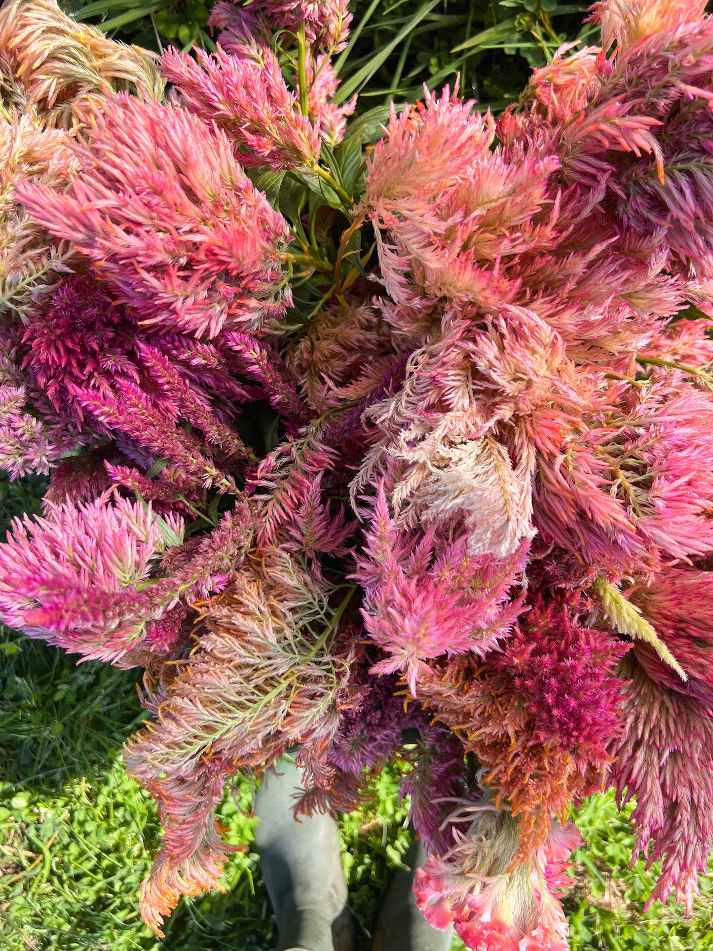 Celosia 'Coral Mix'