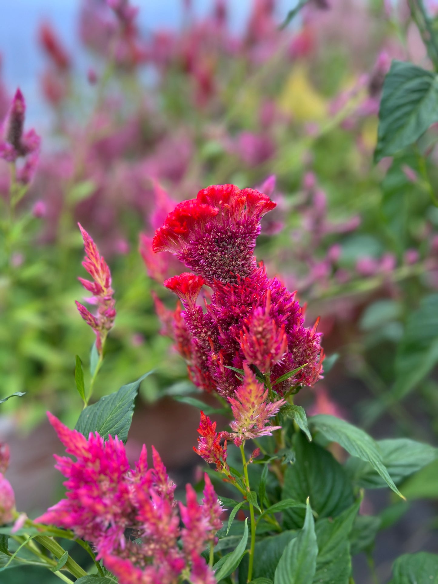 Celosia 'Coral Mix'