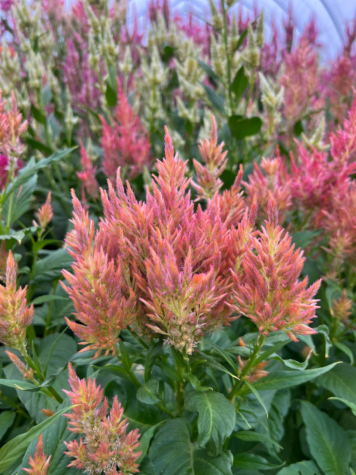 Celosia 'Coral Mix'