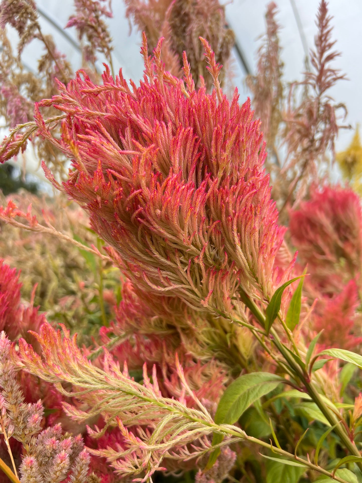 Celosia 'Coral Mix'