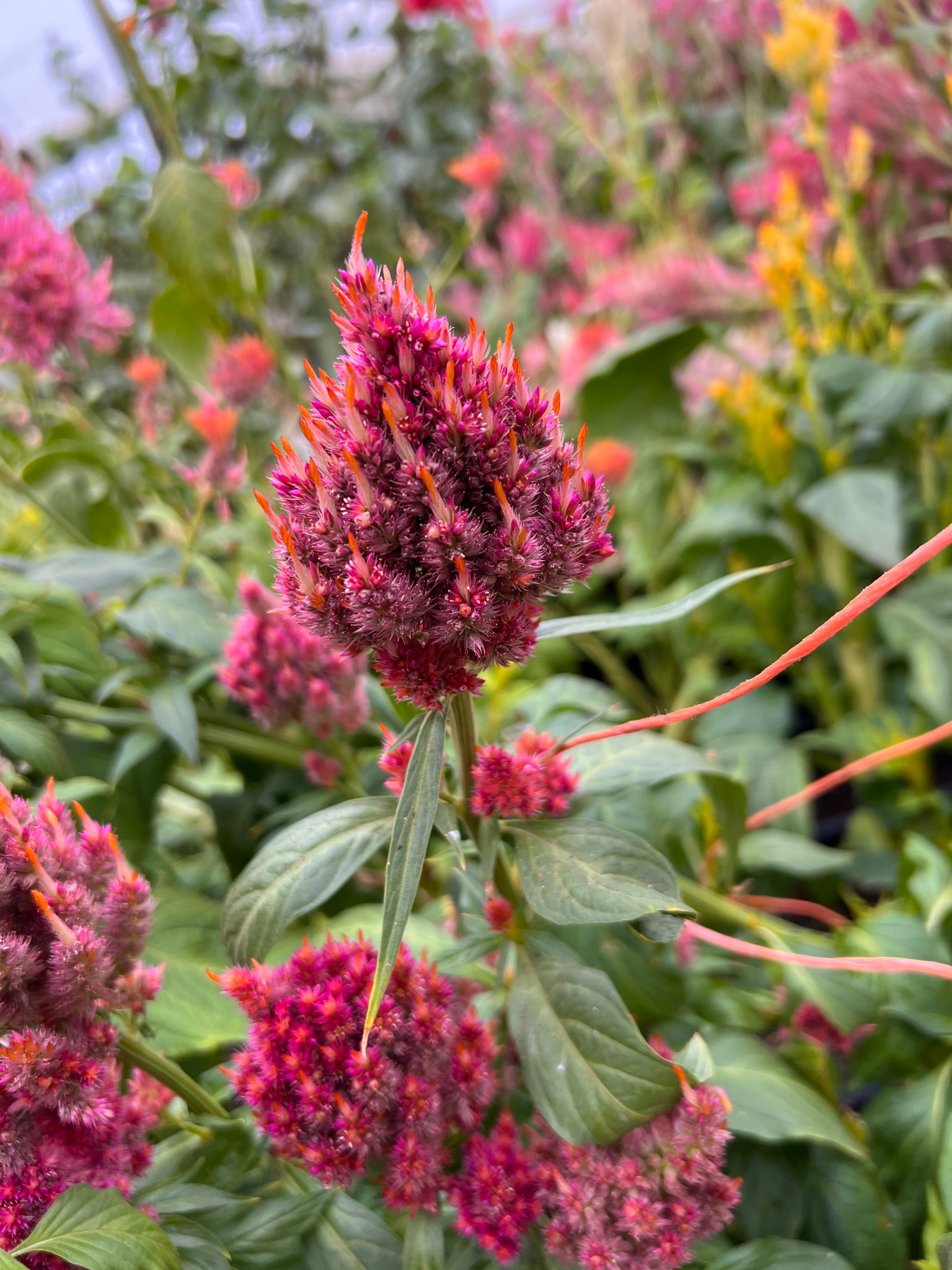 celosia flower seeds Celosia 'Coral Mix' – Flower People