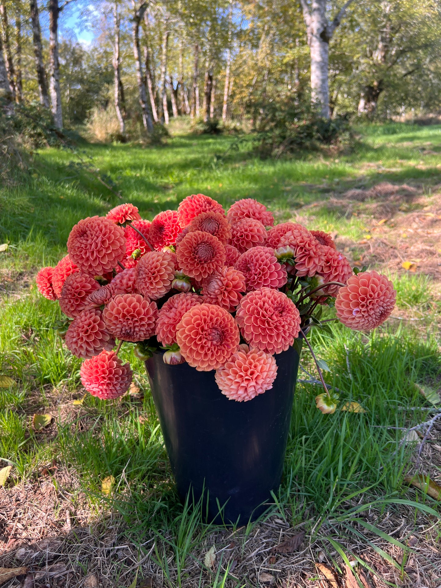 Cornell Bronze Dahlia