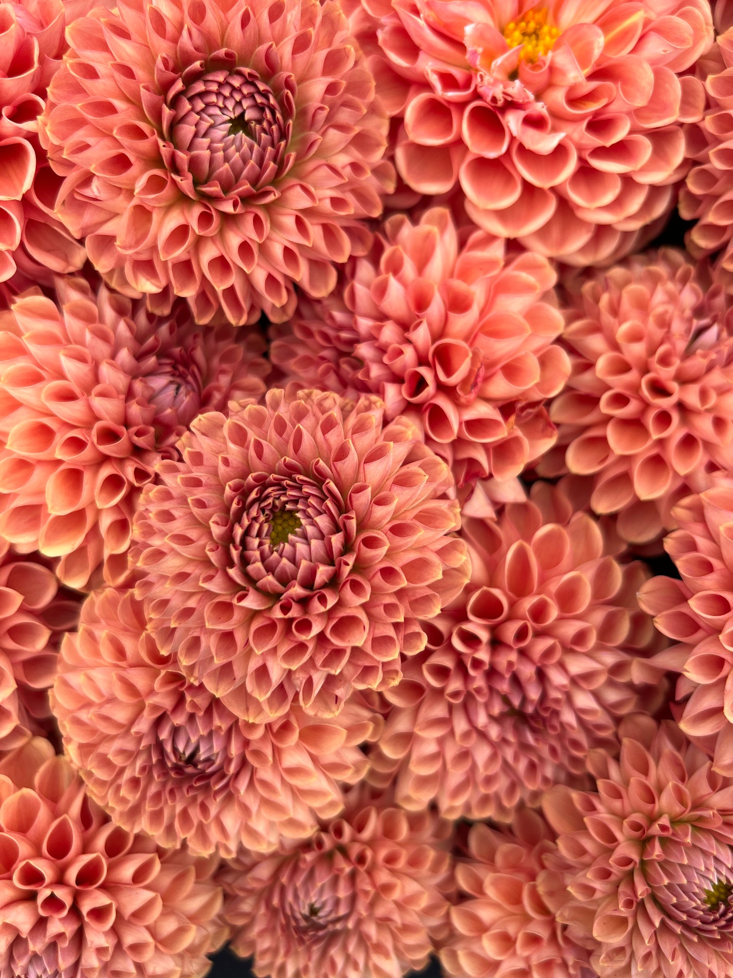 Cornell Bronze Dahlia