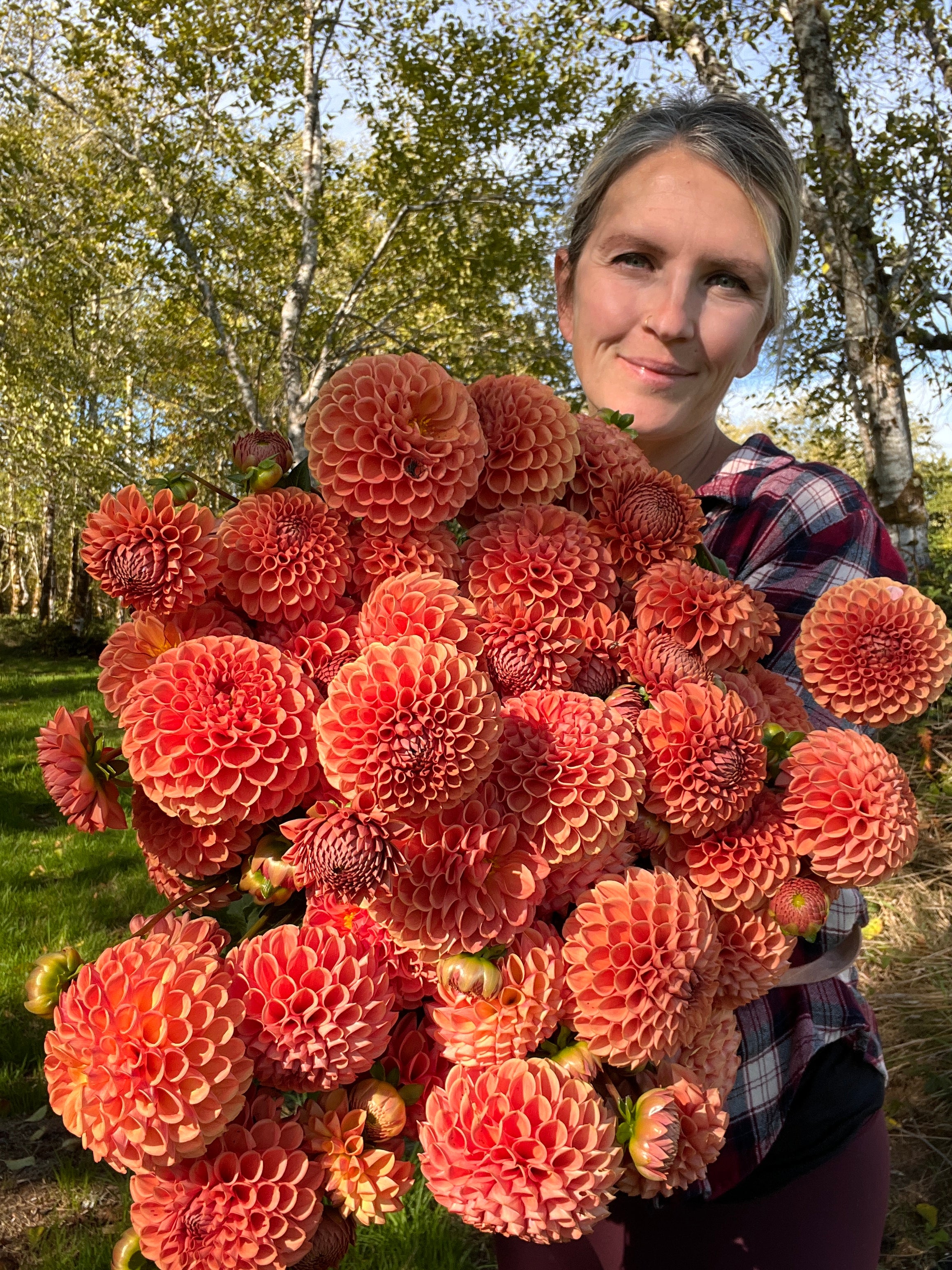 Cornell Bronze Dahlia – Flower People