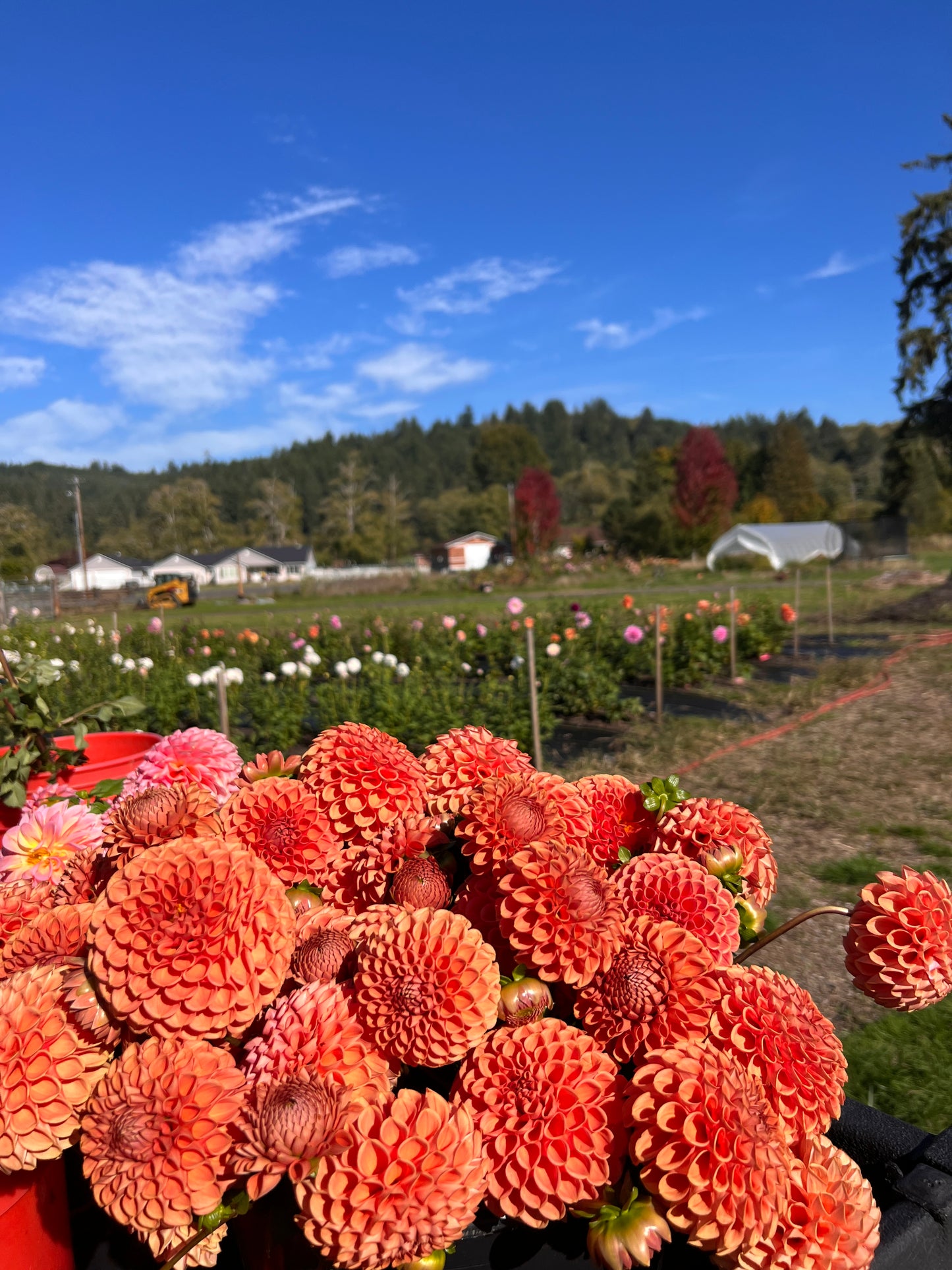 Cornell Bronze Dahlia