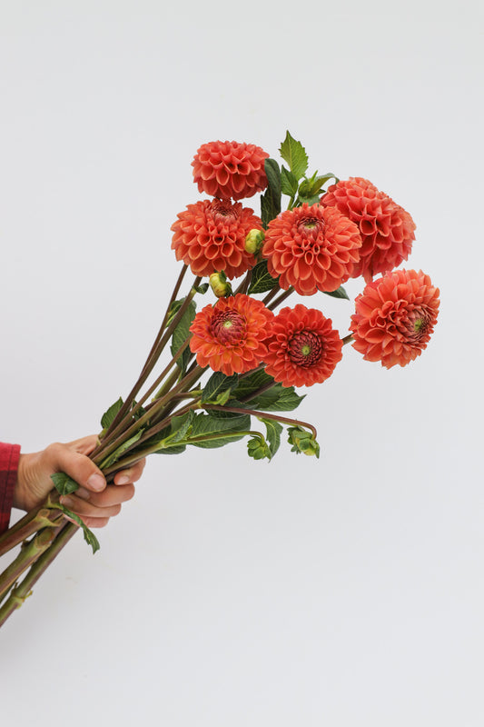 Cornell Bronze Dahlia