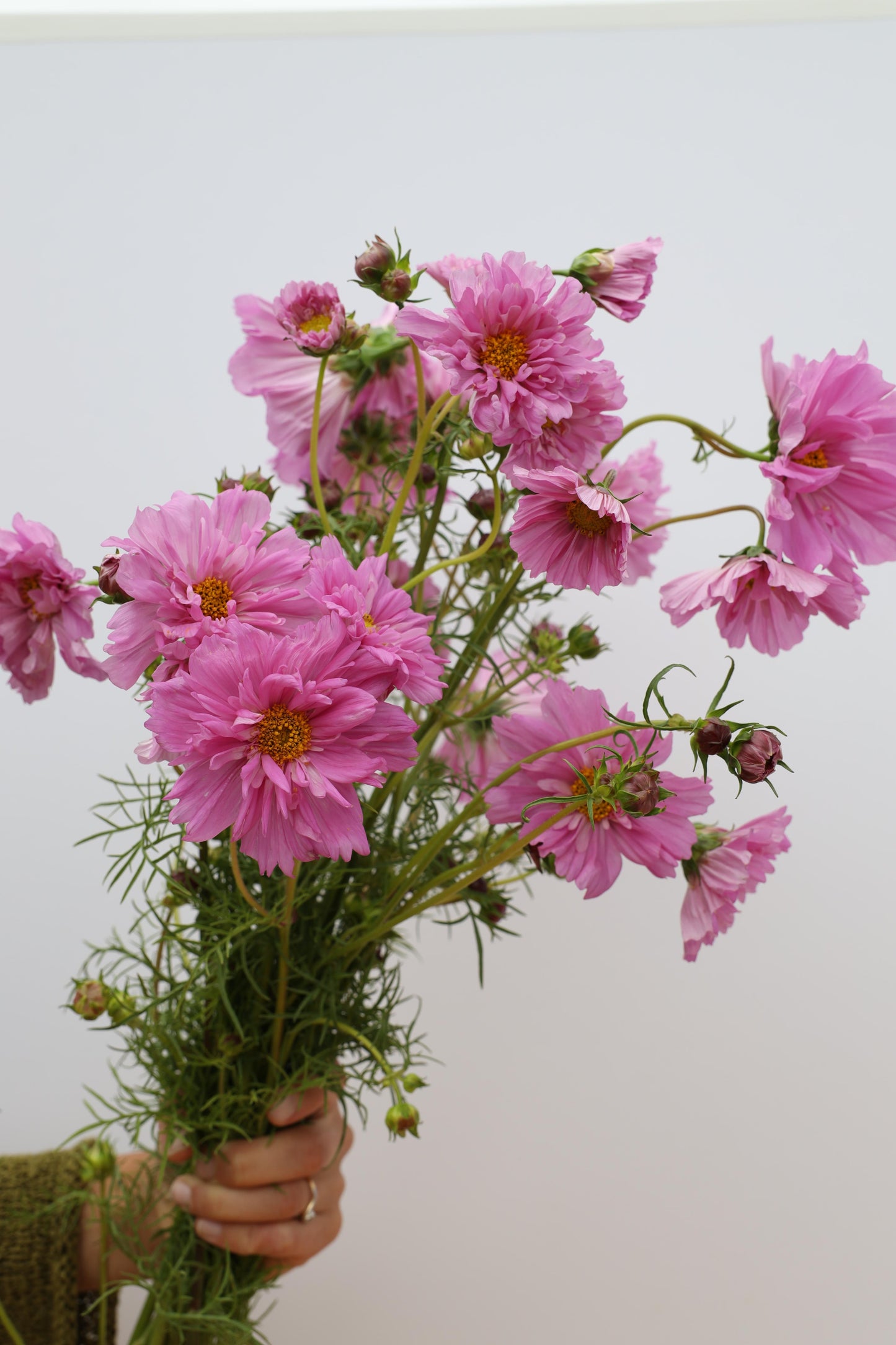 cosmos rose bonbon seeds Cosmos 'Double Click Rose Bonbon' – Flower People