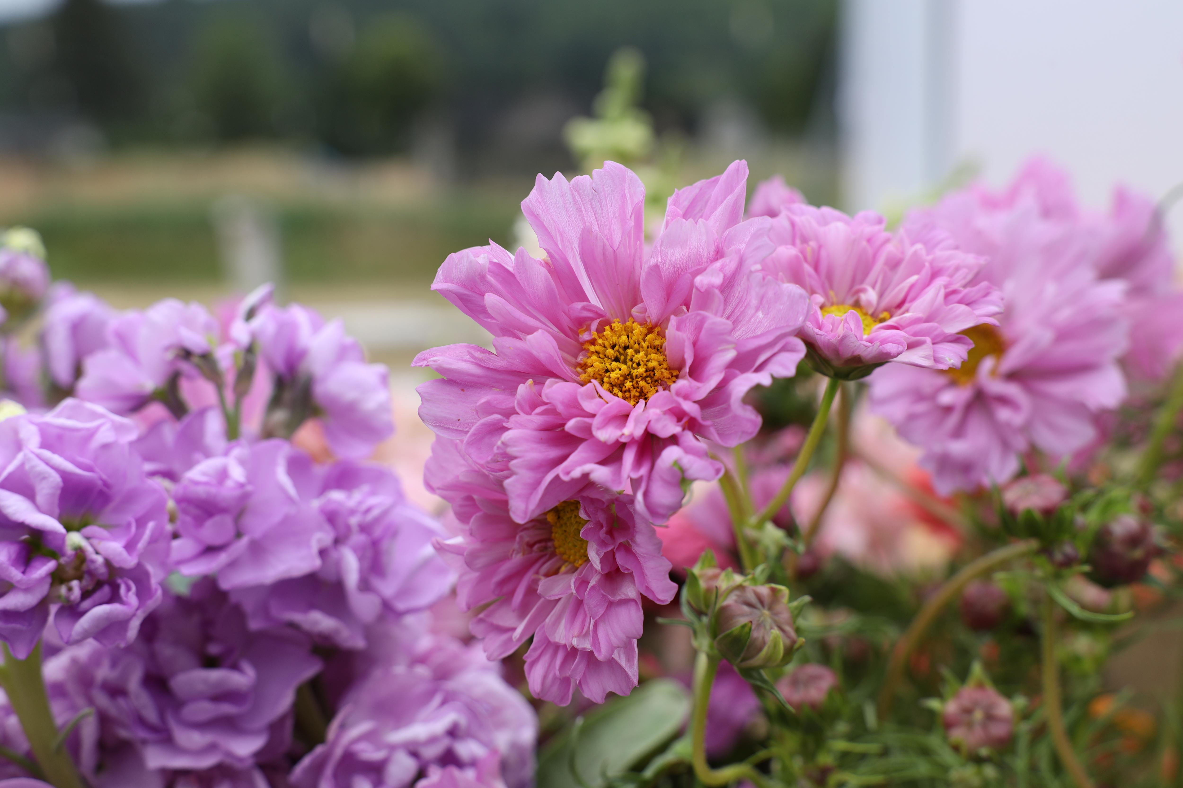 Cosmos 'Double Click Rose Bonbon' – Flower People