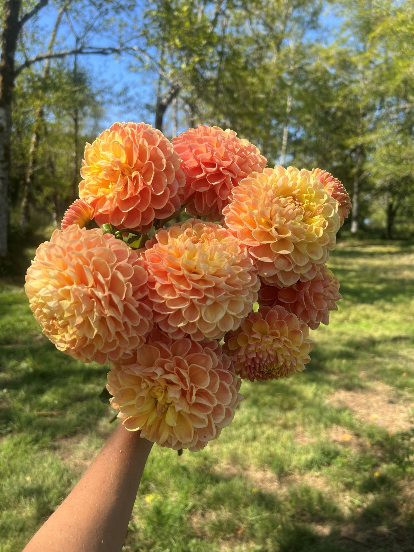 Crichton Honey Dahlia