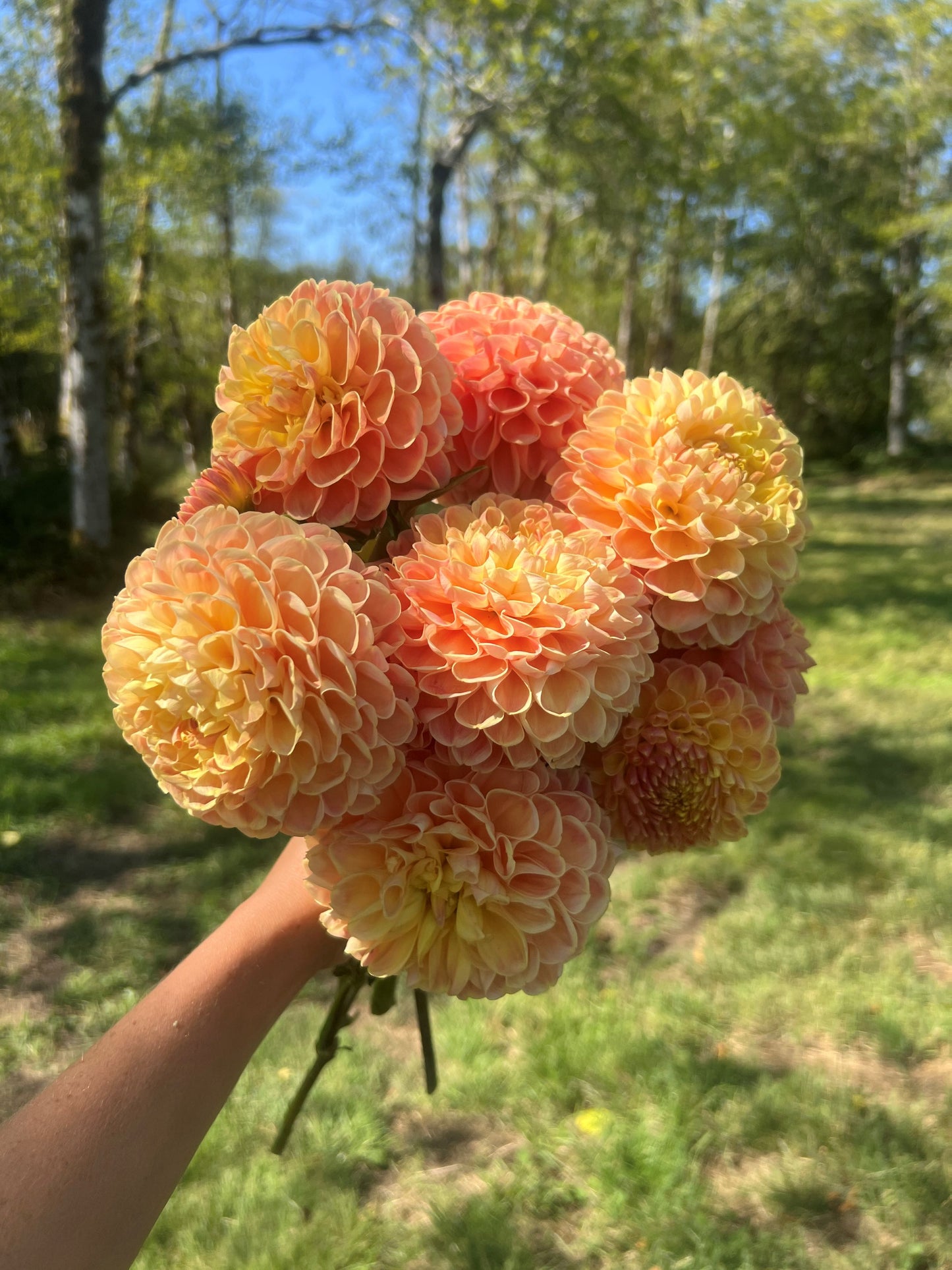 Crichton Honey Dahlia