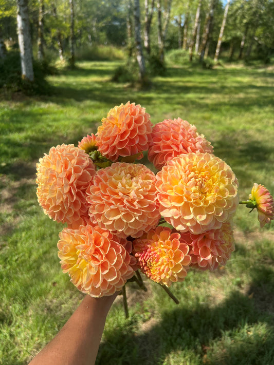 Crichton Honey Dahlia