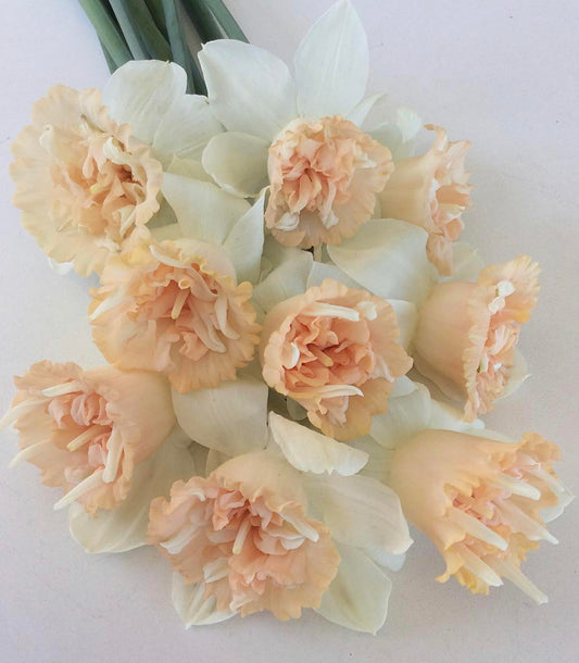 Daffodil Petit Four (Narcissus) - 10 Bulbs