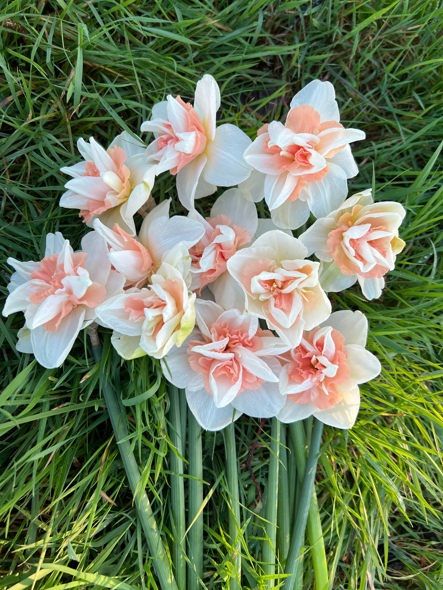 Delnashaugh Narcissus/ Daffodils - 10 Bulbs