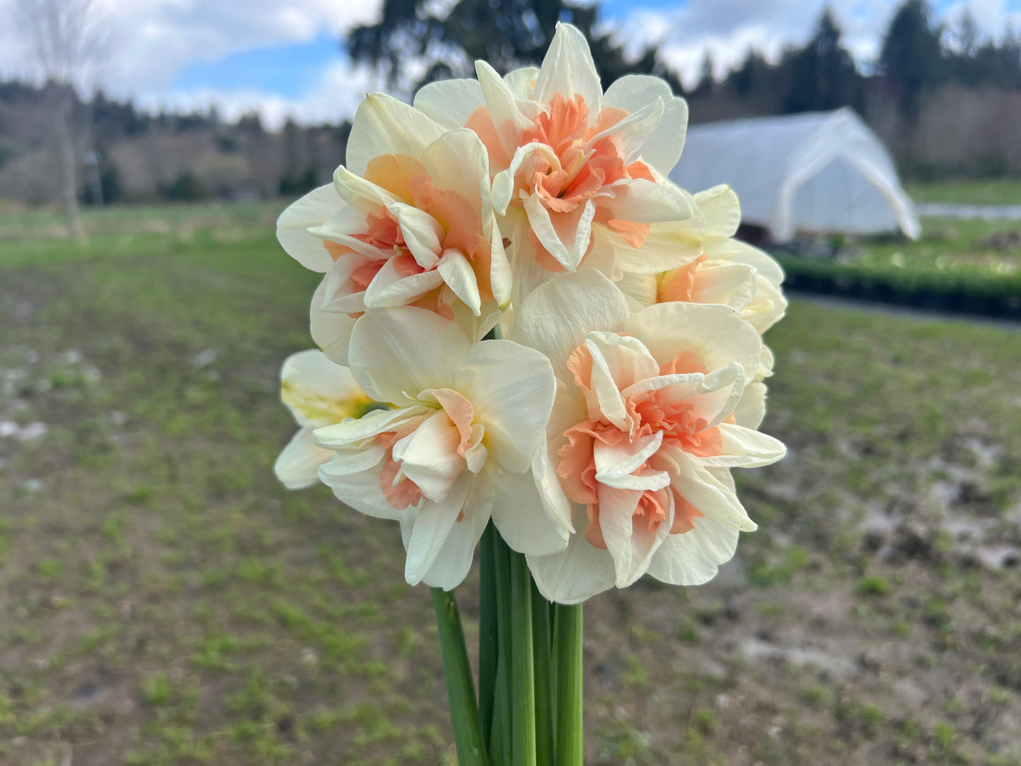 Delnashaugh Narcissus/ Daffodils - 10 Bulbs