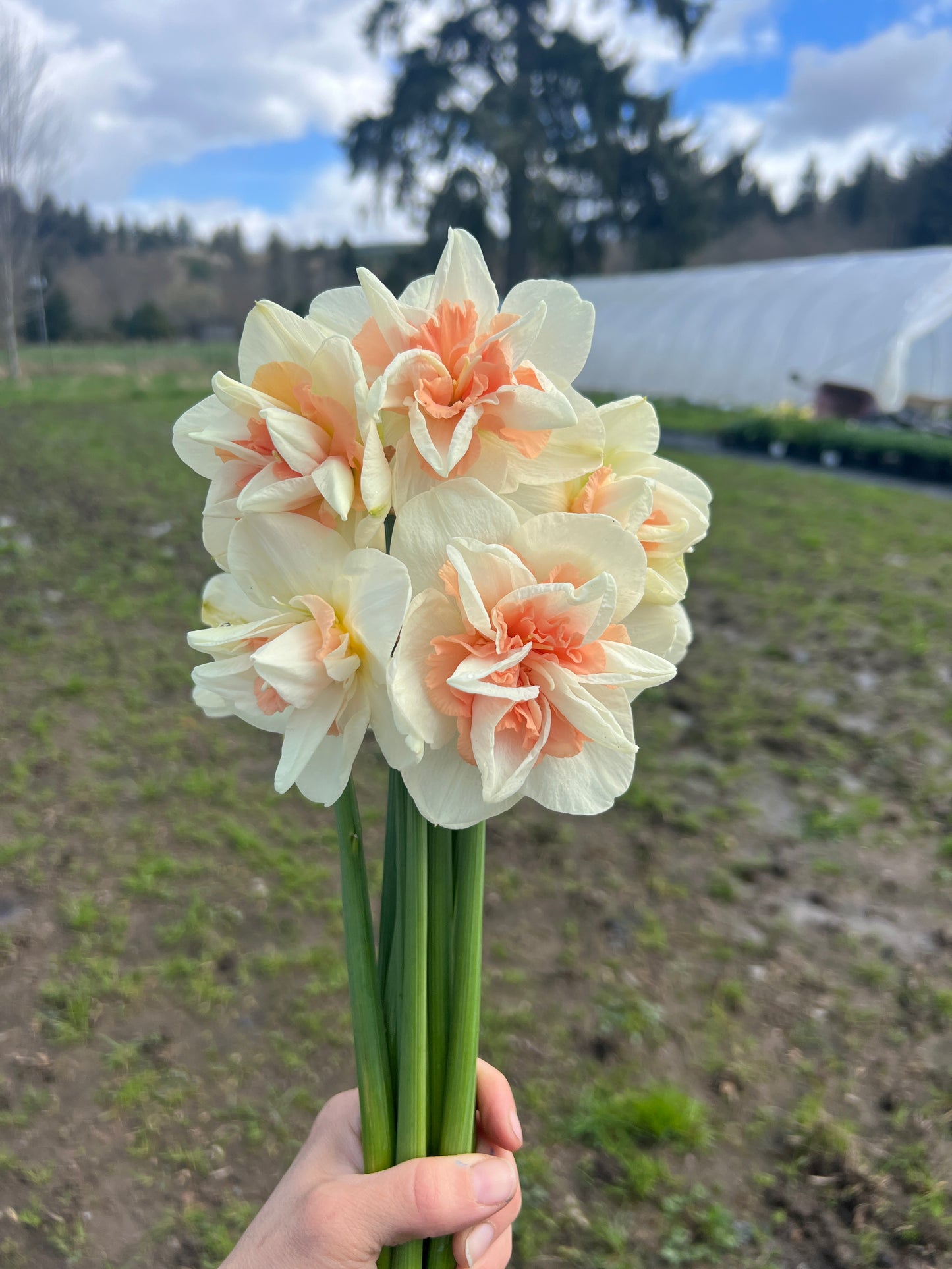 Delnashaugh Narcissus/ Daffodils - 10 Bulbs